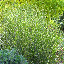Miscanthus Sinensis 'Strictus', Maiden Grass 'Strictus', Eulalia 'Strictus', Chinese Silver Grass 'Strictus', Japanese Silver Grass 'Strictus', Porcupine Grass, Low maintenance grasses, Low maintenance plants